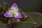 Fiore di pianta grassa Fiore di pianta grassa