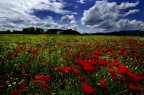 Campo "rosso" Campo "rosso"