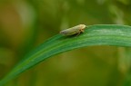 Semplice cicadella Semplice cicadella