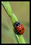 Coccinella