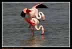 Camargue....L'accoppiamento seq.1 Camargue....L'accoppiamento seq.1