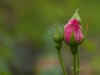Rosa Rosa
