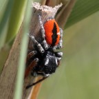 Philaeus-chrysops II Philaeus-chrysops II