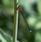 La sosta della libellula