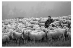 il pastore il pastore