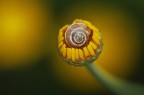 Sul Fiore Sul Fiore