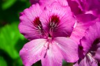 Flower Flower