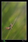 ephippiger cruciger in controluce ephippiger cruciger in controluce