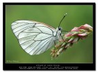 Aporia crataegi Aporia crataegi