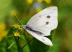 farfallina cavolaia farfallina cavolaia