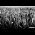 ::: TRA TANTE FOGLIE :::