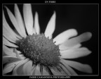 un fiore un fiore