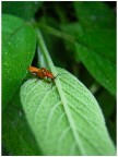 Il profumo della salvia Il profumo della salvia