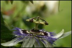 passiflora passiflora