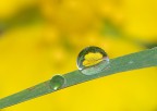 Riflesso nel giallo Riflesso nel giallo