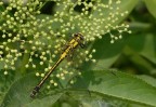 Gomphus vulgatissimus Gomphus vulgatissimus