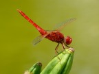Red Dragonfly Red Dragonfly