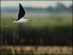 Eleganza....in volo Eleganza....in volo