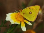 giallo su giallo giallo su giallo
