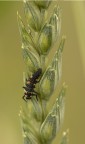 Larva di coccinella Larva di coccinella