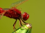 Red Dragonfly - primo piano Red Dragonfly - primo piano