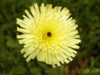 Fiore Fiore