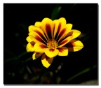 Fiore Fiore