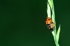 coccinelle in amore coccinelle in amore