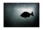 E' Davvero Libero Il Pesce?