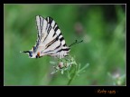farfalla (n'5)