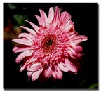 Gerbera Gerbera