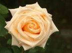 rosa in champagne rosa in champagne