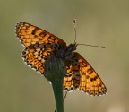 Parasole - Parafiore Parasole - Parafiore