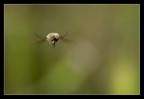 Bombylius aggressivo Bombylius aggressivo
