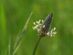 fiore di campo fiore di campo
