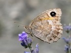 Farfalla Farfalla