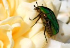 Cetonia dorata