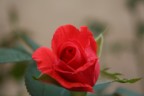 rosa 01 rosa 01