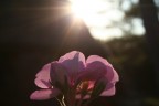 rosa 04 - controluce rosa 04 - controluce
