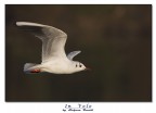 In volo In volo