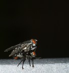 mosche in amore mosche in amore