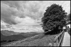 l'ombra dell'albero l'ombra dell'albero