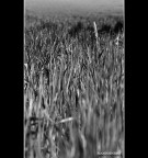 ::: TRA TANTI FILI D'ERBA :::