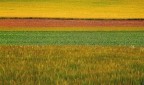 IN CAMPAGNA IN CAMPAGNA