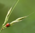 Micro coccinella...