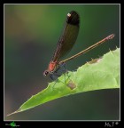 Libellula nera