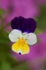 Viola del pensiero Viola del pensiero