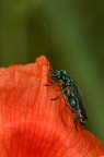 Oedemera nobilis