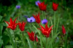 Di rosso e di verde Di rosso e di verde
