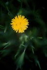 Fiore che emerge dal basso Fiore che emerge dal basso